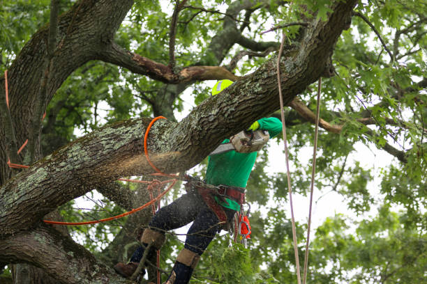 Professional Tree Services in Harrington Park, NJ